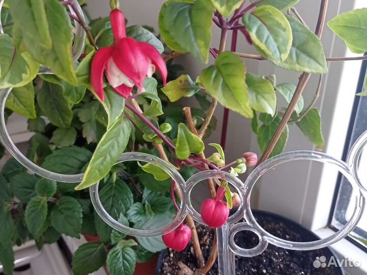 Комнатные растения цветы большие фуксия взросая