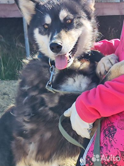 Собака в добрые руки