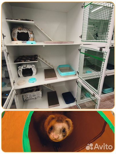 Зоогостиница в аренду