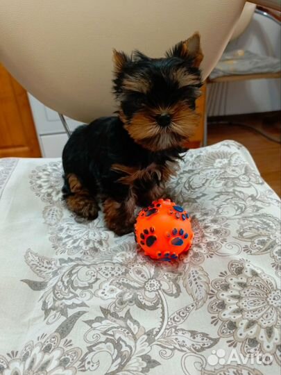 Йоркширский терьер