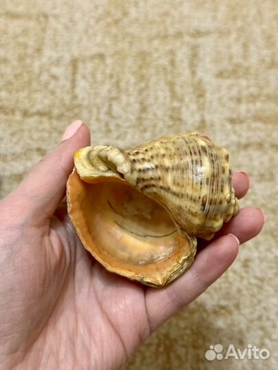 Морские ракушки раковины 2 шт
