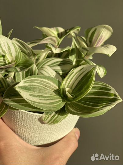 Традесканция кудрявая