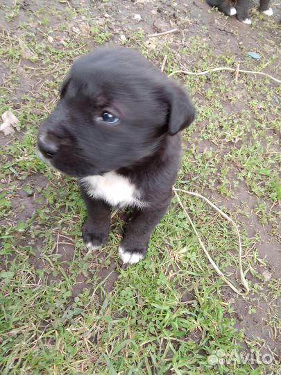 Щенки лабрадора-ретривера помесь