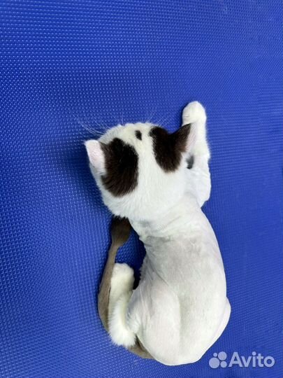 Стрижка/ линька кошек на дому, с выездом