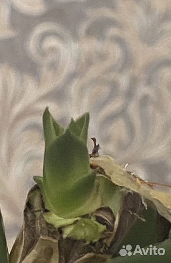 Пальма драцена