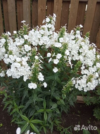 Многолетние садовые цветы