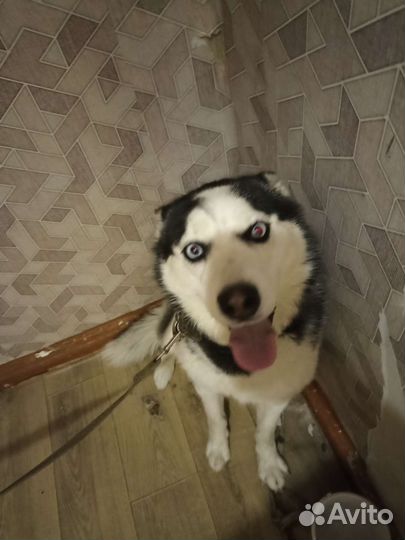 Собака Хаски