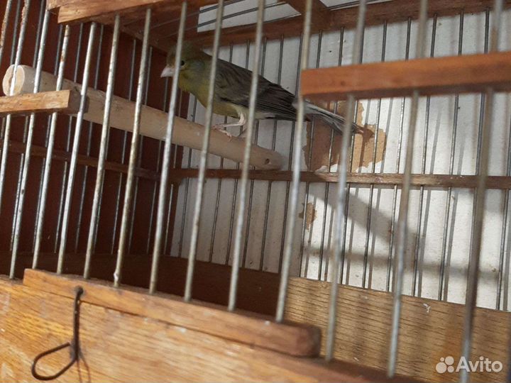 Канарейки.Кеноры певчие