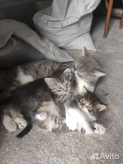 Котята