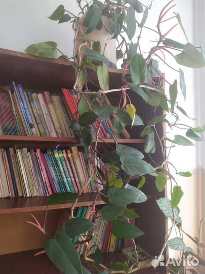 Толстянка, филодендрон