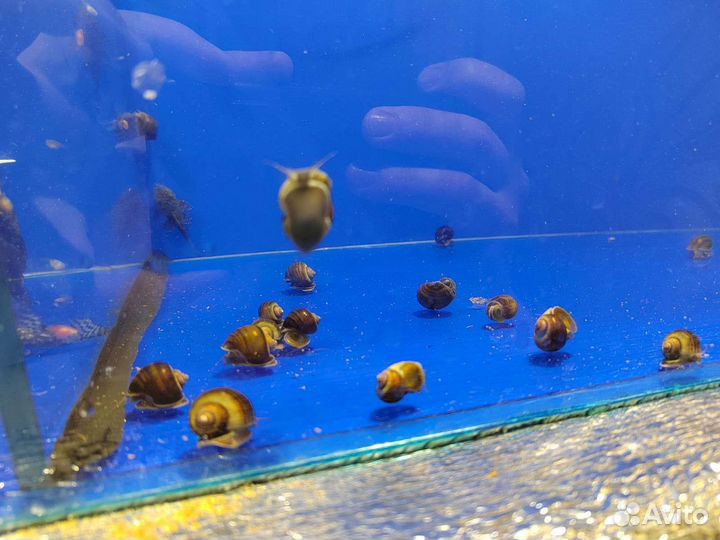 Аквариумные рыбки