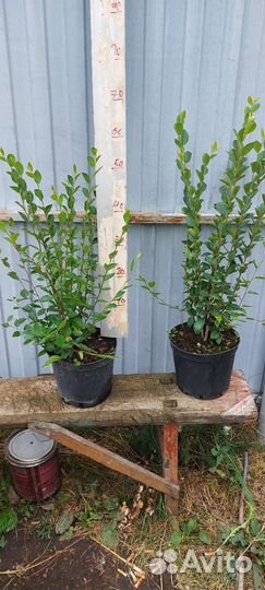 Кизильник блестящий зкс