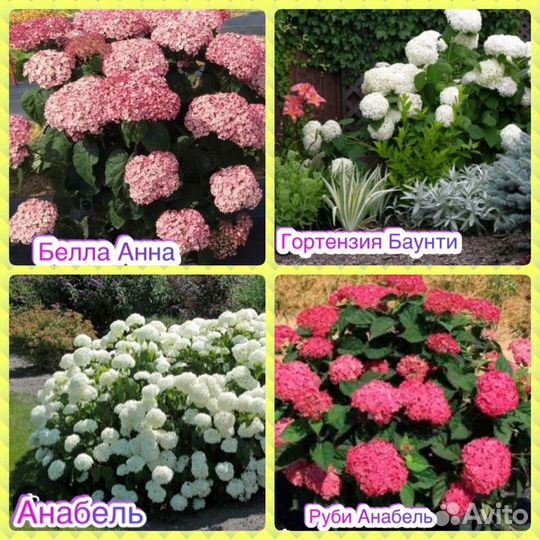Гортензия Белла Анна