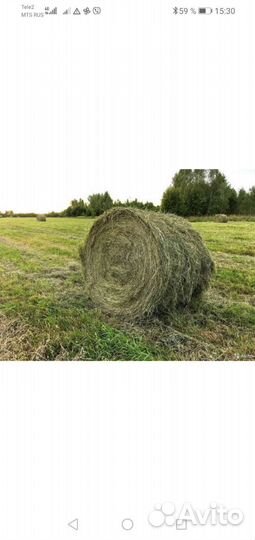 Сено в рулонах