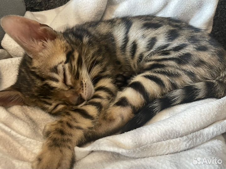 Бенгальская