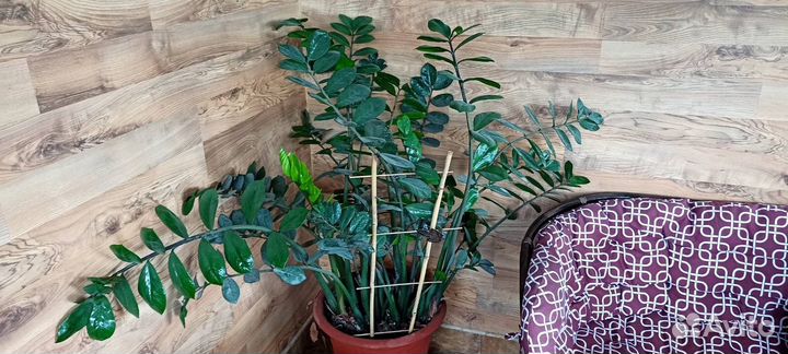 Большой цветок Замиокулькас (долларовое дерево)