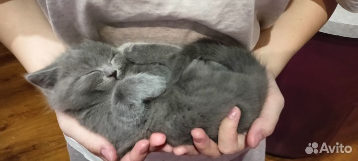 Котята британцы