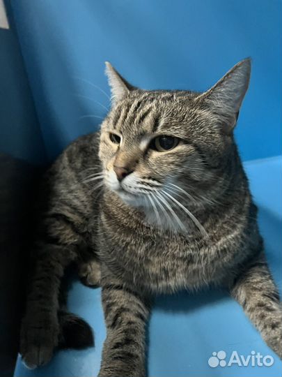 Красавица Лора ищет добрый дом, в дар