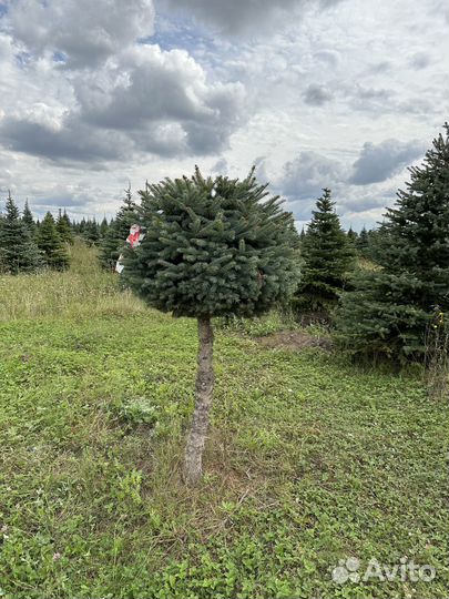 Голубые ели