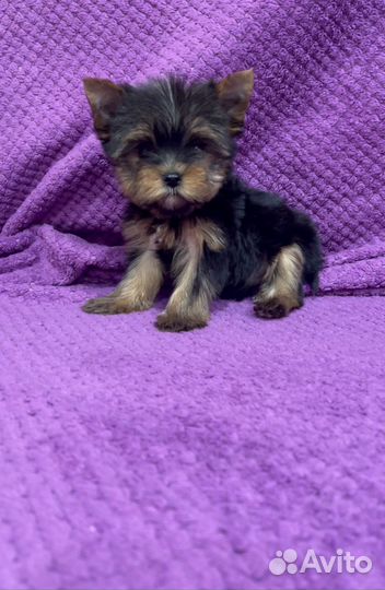 Йоркширский терьер девочки