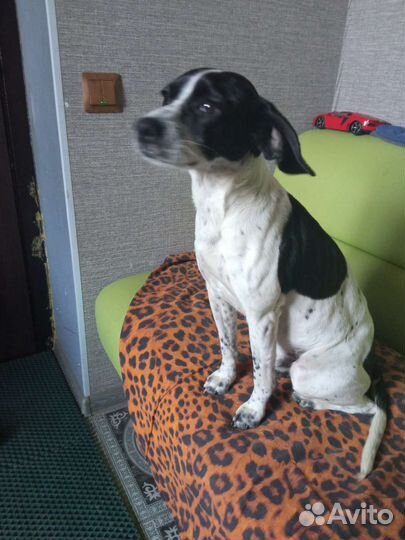 Собака в добрые руки