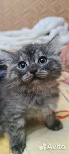 Котята и кот в добрые руки