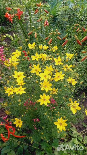 Многолетники