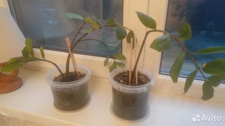 Замиокулькас