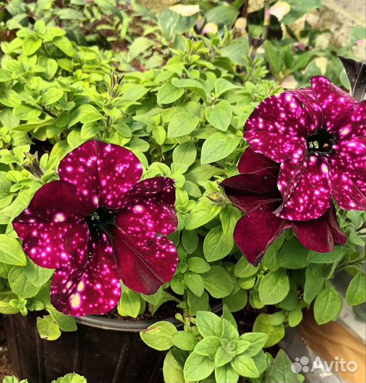 Ампельная петуния