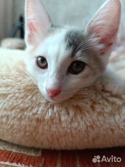 Котята в добрые руки бесплатно