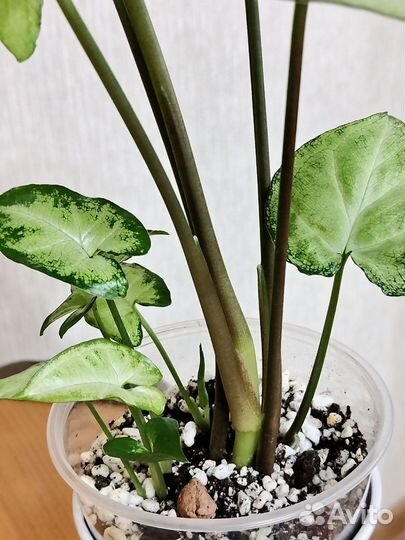 Сингониум Вайт Баттерфляй