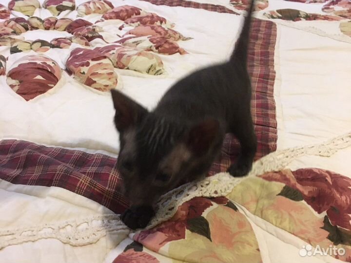 Котята донского сфинкса