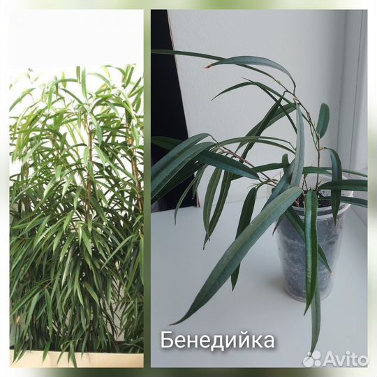 Редкие фикусы