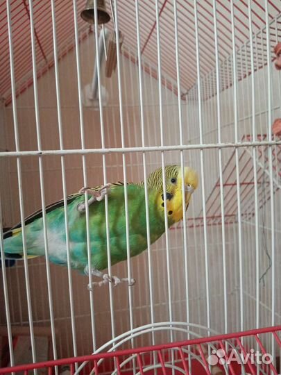 Попугай с клеткой продам