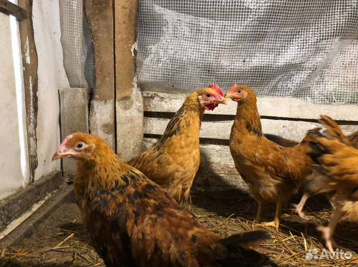 Куры кучинские юбилейные