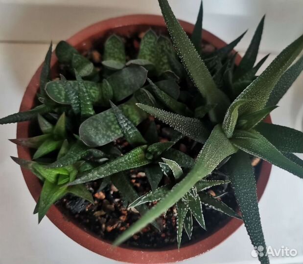 Суккуленты