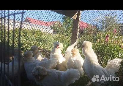 Яйцо породных кур и павлинов