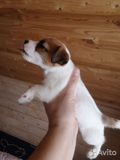 Щенки джек рассел терьер