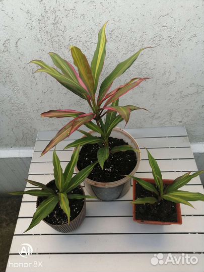 Кордилина киви комнатное растение