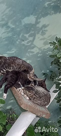 Кошки в добрые руки бесплатно