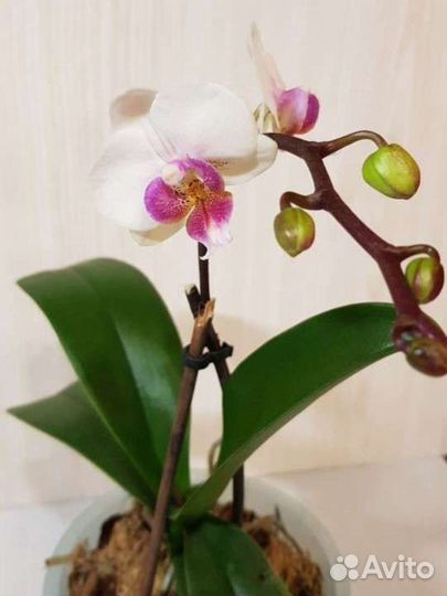 Орхидея фаленопсис