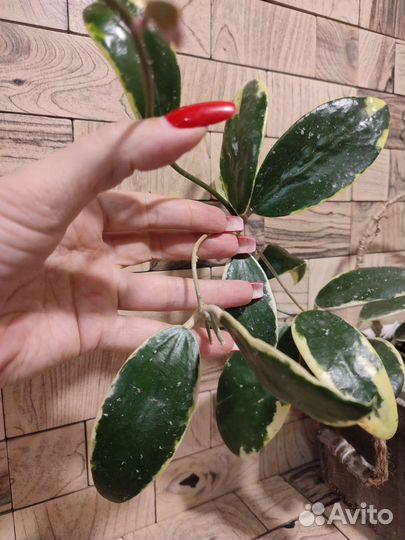 Хойя SP-851 на срез и др