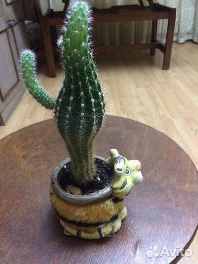 Цветок Кактус Кактусы