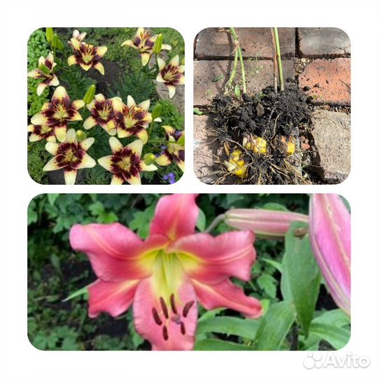 Растения для сада Пион Очиток Хоста Лилия и др