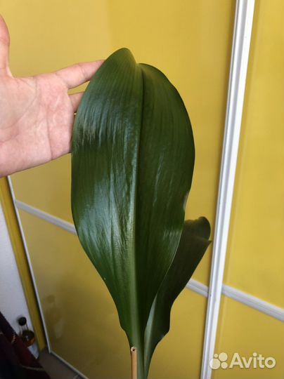 Эухарис амазонская лилия