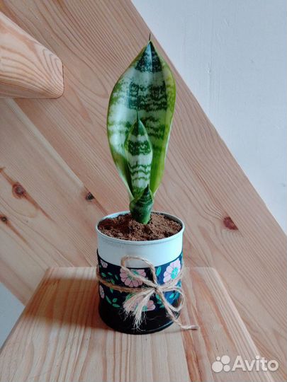 Комнатные цветы сансевиерии