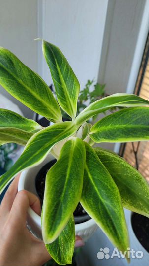 Аглаонема липстик грин
