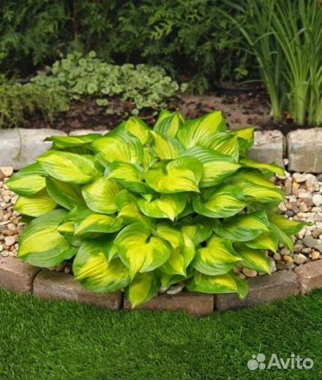 Хоста Лейксайд Банана Бей