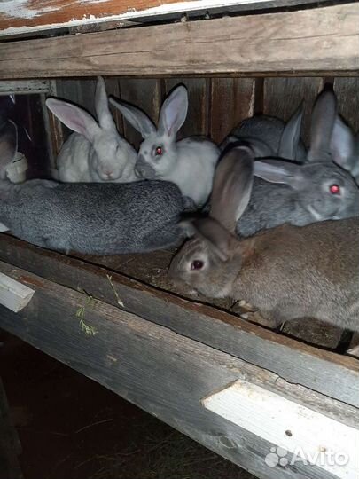Кролики мясных пород Бабочка