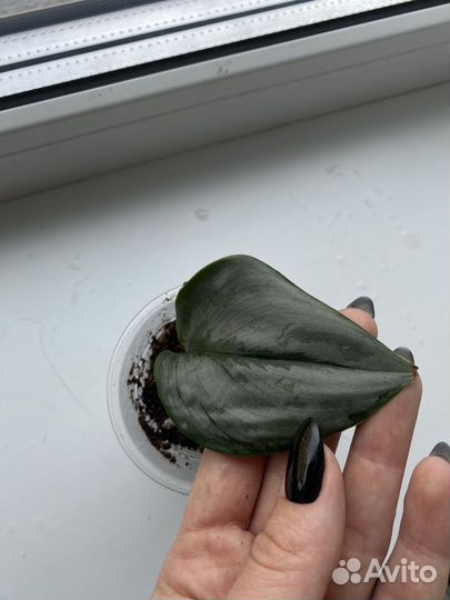 Сциндапсус / Хастатум / Сноу квин